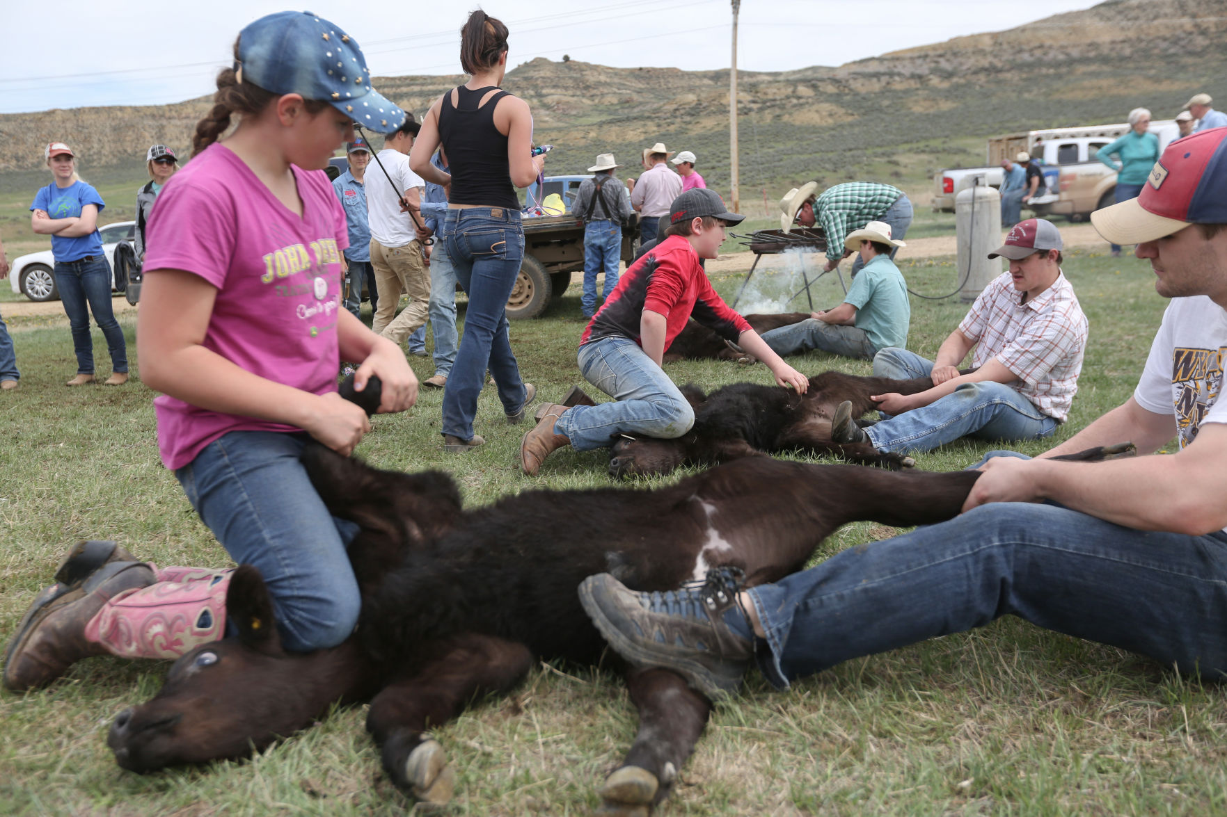 Sheridan Cattle Branding